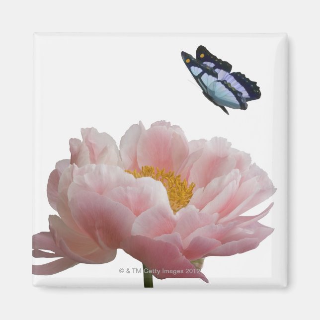 ein großer rosa Paillon wird von einem ätherischen Magnet (Vorne)