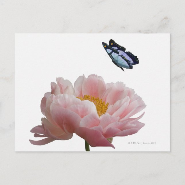 ein großer rosa Paillon wird von einem ätherischen Postkarte (Vorderseite)