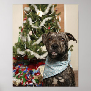 Ein Grubenbull, der ein Weihnachtsportrait darstel Poster