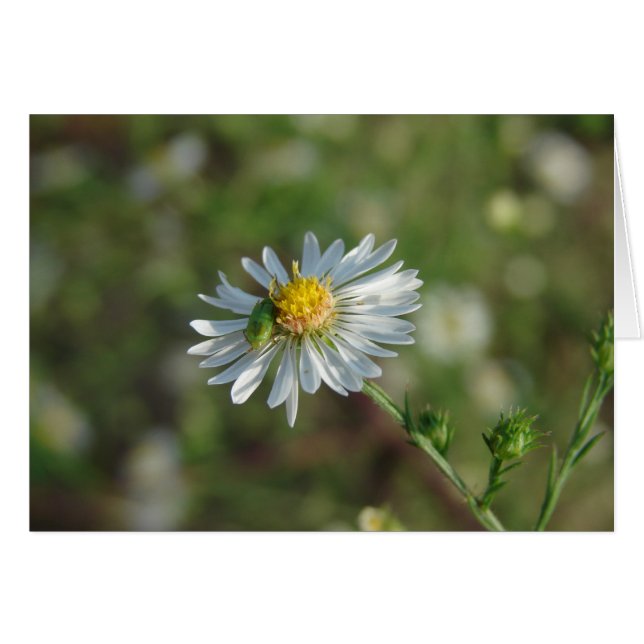 Ein grüner Bug auf einer weißen Blume (Vorderseite (Horizontal))