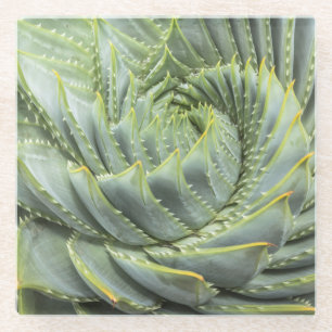 Ein grüner u. weißer Succulent Glasuntersetzer