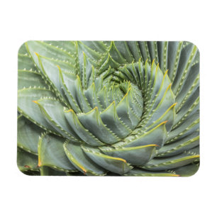 Ein grüner u. weißer Succulent Magnet