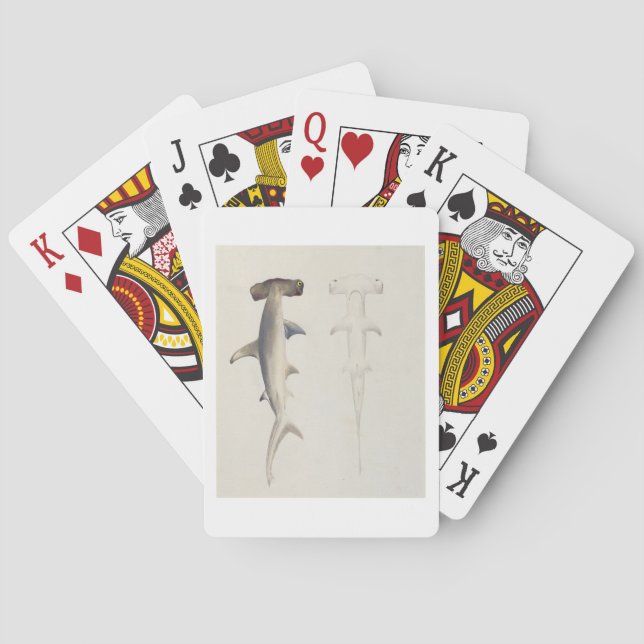 Ein Hammer-Hai, Loheia, früher als Hammer-Shark be Spielkarten (Rückseite)