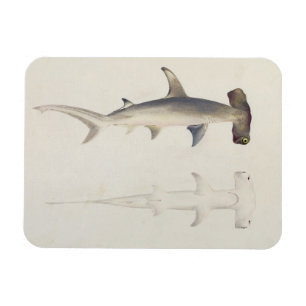 Ein Hammer-köpfiger Haifisch, Loheia, früher Magnet
