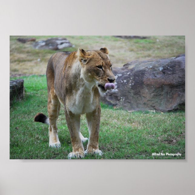 Ein Hauch der Wildnis Poster (Vorne)