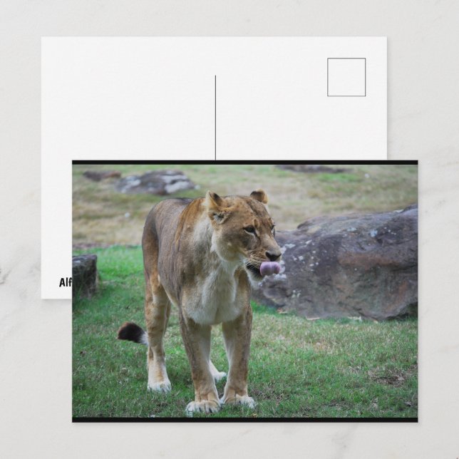 Ein Hauch der Wildnis Postkarte (Vorne/Hinten)