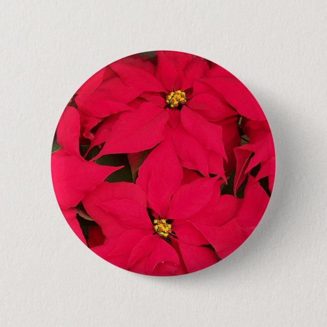 Ein Haufen farbenfroher Weihnachtspoinsettias Button (Vorderseite)