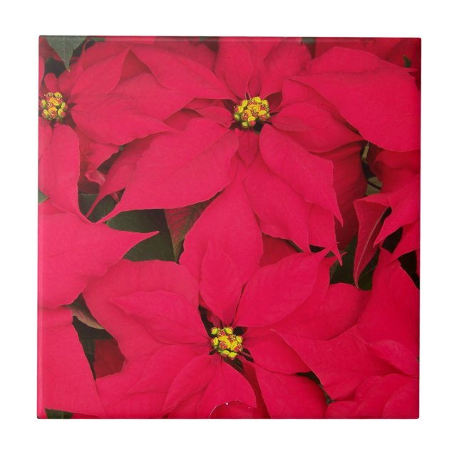 Ein Haufen farbenfroher Weihnachtspoinsettias Fliese (Vorderseite)