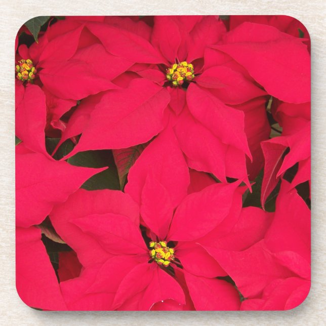 Ein Haufen farbenfroher Weihnachtspoinsettias Getränkeuntersetzer (Vorderseite)