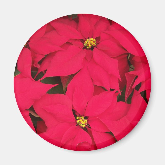 Ein Haufen farbenfroher Weihnachtspoinsettias Magnet (Vorne)