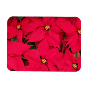 Ein Haufen farbenfroher Weihnachtspoinsettias Magnet
