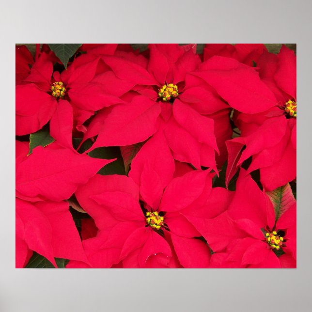 Ein Haufen farbenfroher Weihnachtspoinsettias Poster (Vorne)