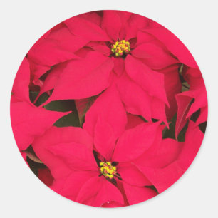 Ein Haufen farbenfroher Weihnachtspoinsettias Runder Aufkleber