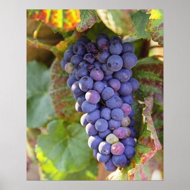 Ein Haufen Pinot Noir Trauben in einem Chambertin Poster (Vorne)