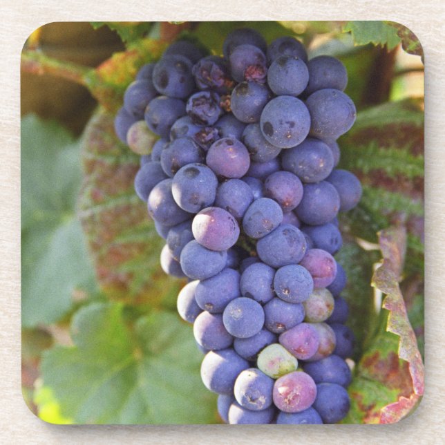Ein Haufen Pinot Noir Trauben in einer Chambertin Untersetzer (Vorderseite)
