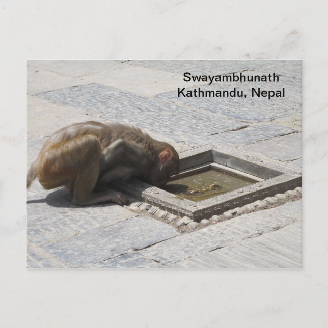 Ein heißer Drink in Swayambhunath Postkarte (Vorderseite)