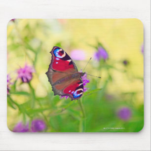 Ein hell farbiger Pfauschmetterling ist Mousepad