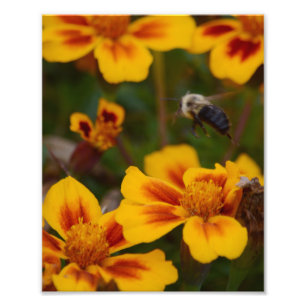 Ein Herbstnachmittag im Garten. Fotodruck