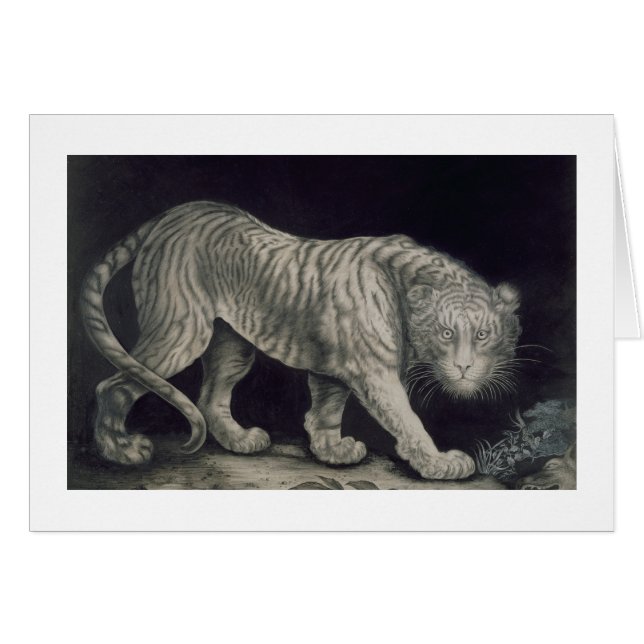 Ein herumstreichender Tiger (Bleistift auf Papier) (Vorderseite (Horizontal))