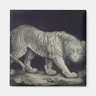 Ein herumstreichender Tiger (Bleistift auf Papier) Magnet