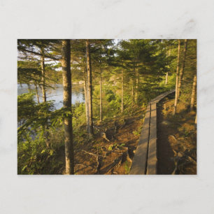 Ein Holzsteg in den Acadia Nationalpark Maine Postkarte