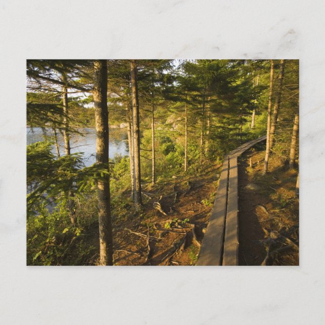 Ein Holzsteg in den Acadia Nationalpark Maine Postkarte (Vorderseite)