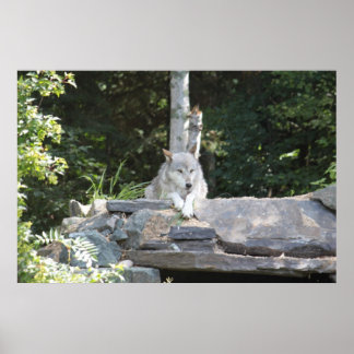 Ein Holzwolf in der Erholung. Poster