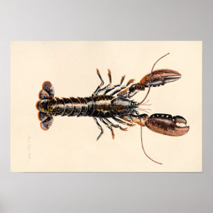 Ein Hummer aus Solva Poster