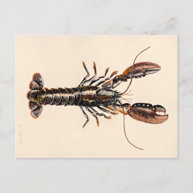 Ein Hummer aus Solva Postkarte (Vorderseite)