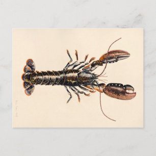 Ein Hummer aus Solva Postkarte