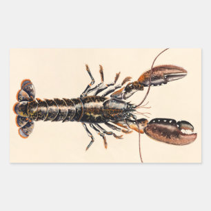 Ein Hummer aus Solva Rechteckiger Aufkleber