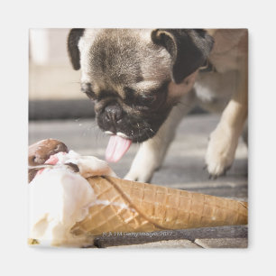 Ein Hund, der eine Eiscreme von einer Plasterung Magnet