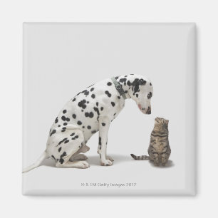 Ein Hund, der eine Katze betrachtet Magnet