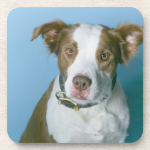 Ein Hund Getränkeuntersetzer