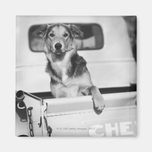 Ein Hund im Auto. Magnet