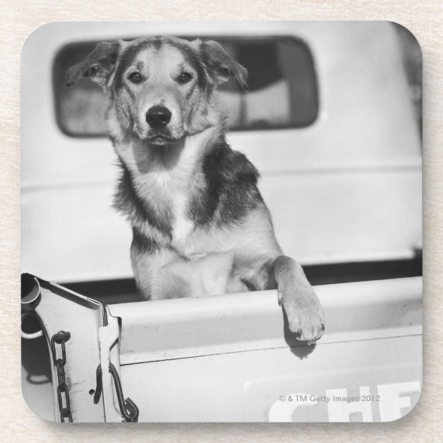 Ein Hund in einem Auto Getränkeuntersetzer (Vorderseite)