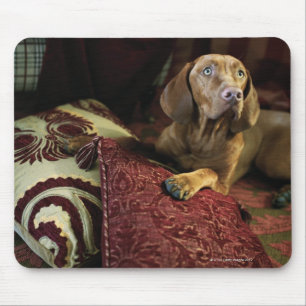 Ein Hund liegt auf Kissen. Mousepad