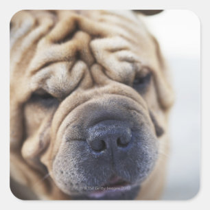 Ein Hund, nah-up. Quadratischer Aufkleber