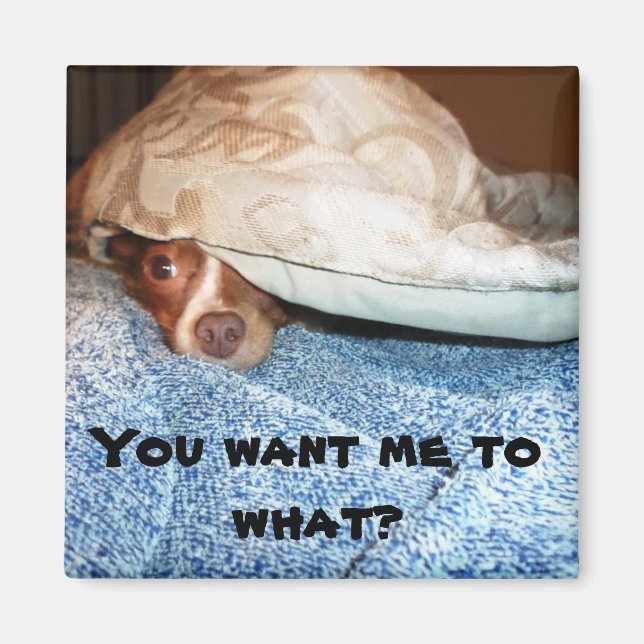 Ein Hund namens Mia Magnet (Vorne)