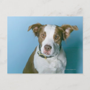 Ein Hund Postkarte