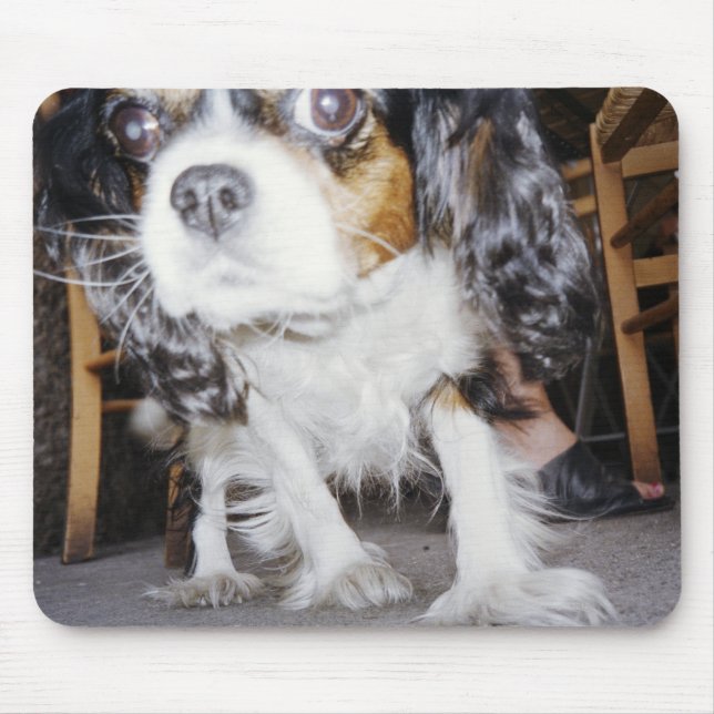 Ein Hund schnüffelt nah. Mousepad (Vorne)