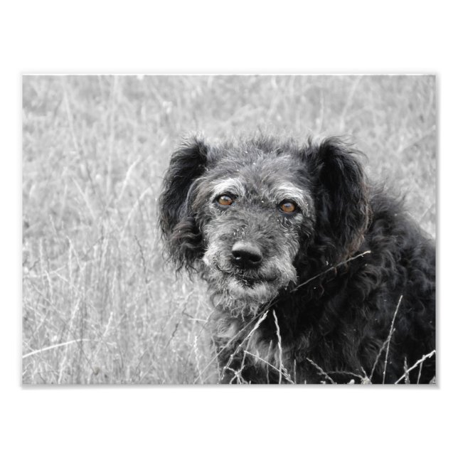 Ein Hundelächeln, ein Hundeportrait, ein Hundeport Fotodruck (Vorne)