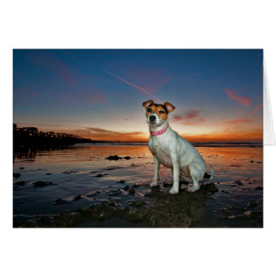 Ein Jack Russell sitzt Strand   Brighton Beach