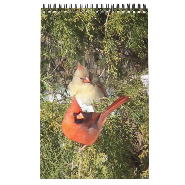 Ein Jahr des Kardinals Kalender (Titelbild)