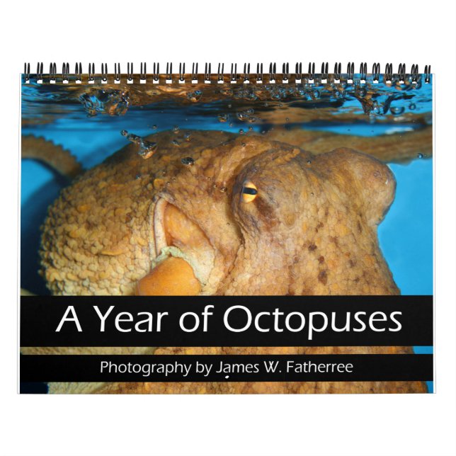 Ein Jahr des Oktopus-Kalenders Kalender (Titelbild)