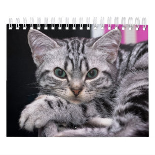 Ein Jahr Niedlicher Kittenfotografie Kalender