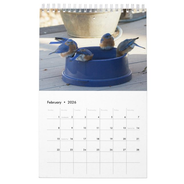 Ein Jahr voller Bluebirds Kalender (Feb 2026)