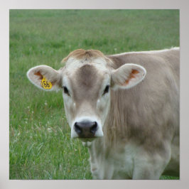 Ein Jersey Cow Poster