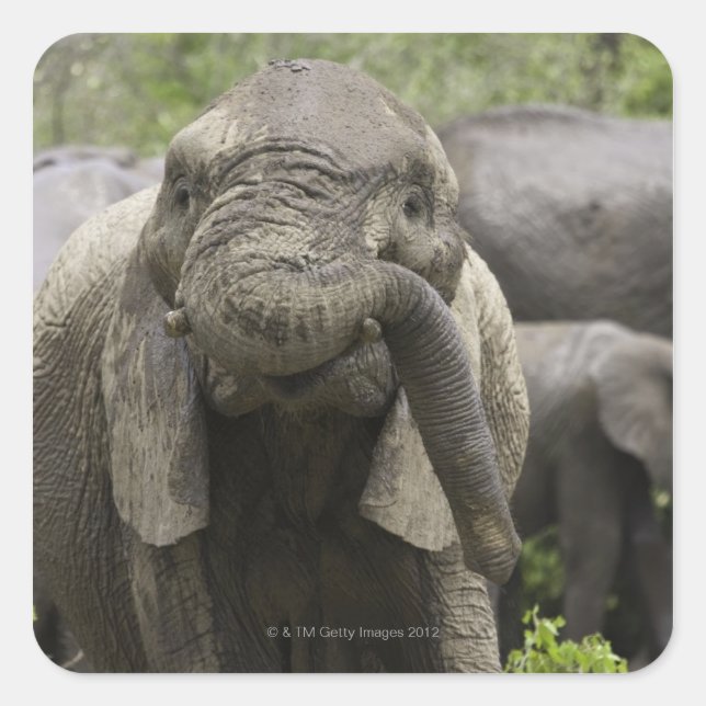 Ein junger afrikanischer Elefant (Loxodonta africa Quadratischer Aufkleber (Vorderseite)