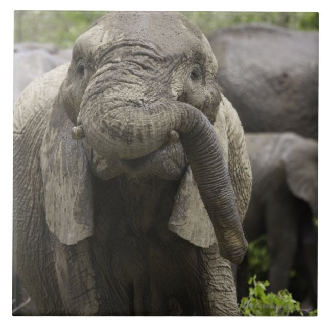 Ein junger afrikanischer Elefant (Loxodonta Fliese (Vorderseite)